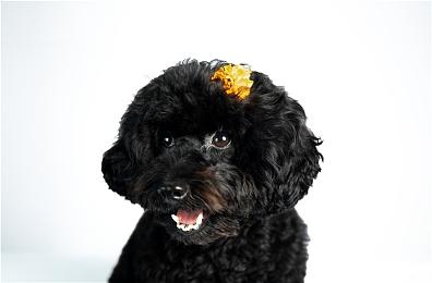 游戏会社SUCCESS社长76岁高龄柔道获胜 官方游戏打折庆祝